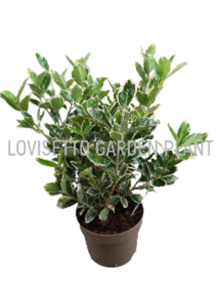 Euonymus 