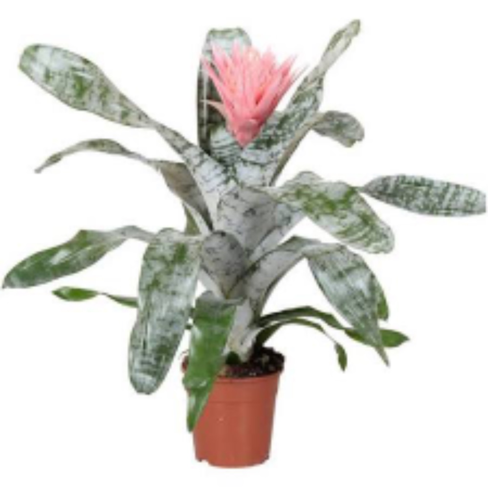 Billbergia Rosa - acquista su Lovisetto Garden - Piante da interno - Piante da interno fiorite