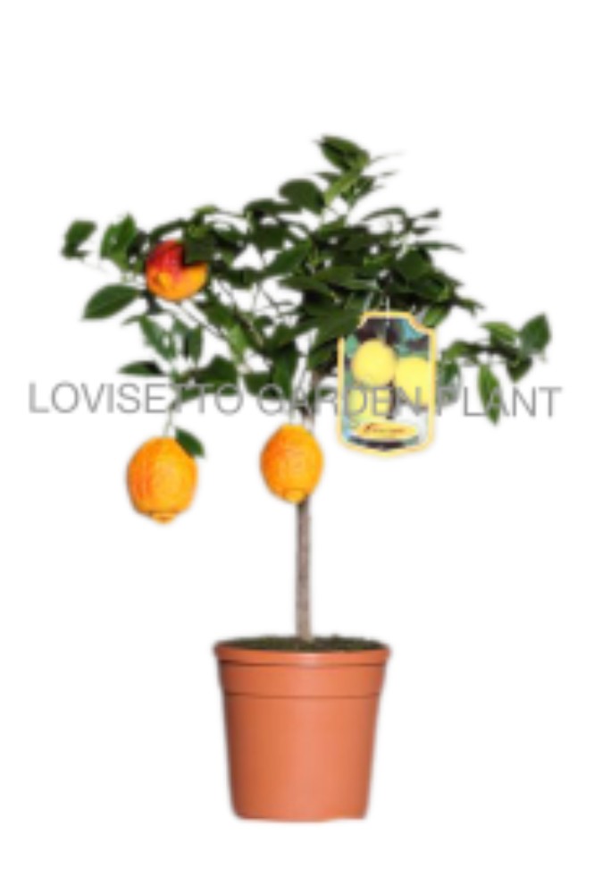 Limone rosso 70/80 cm - acquista su Lovisetto Garden - Piante da esterno - Agrumi