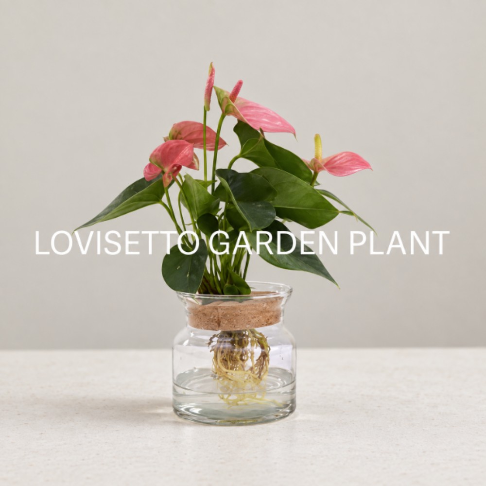 Anthurium idroponico - acquista su Lovisetto Garden - Piante da interno - Piante da interno fiorite
