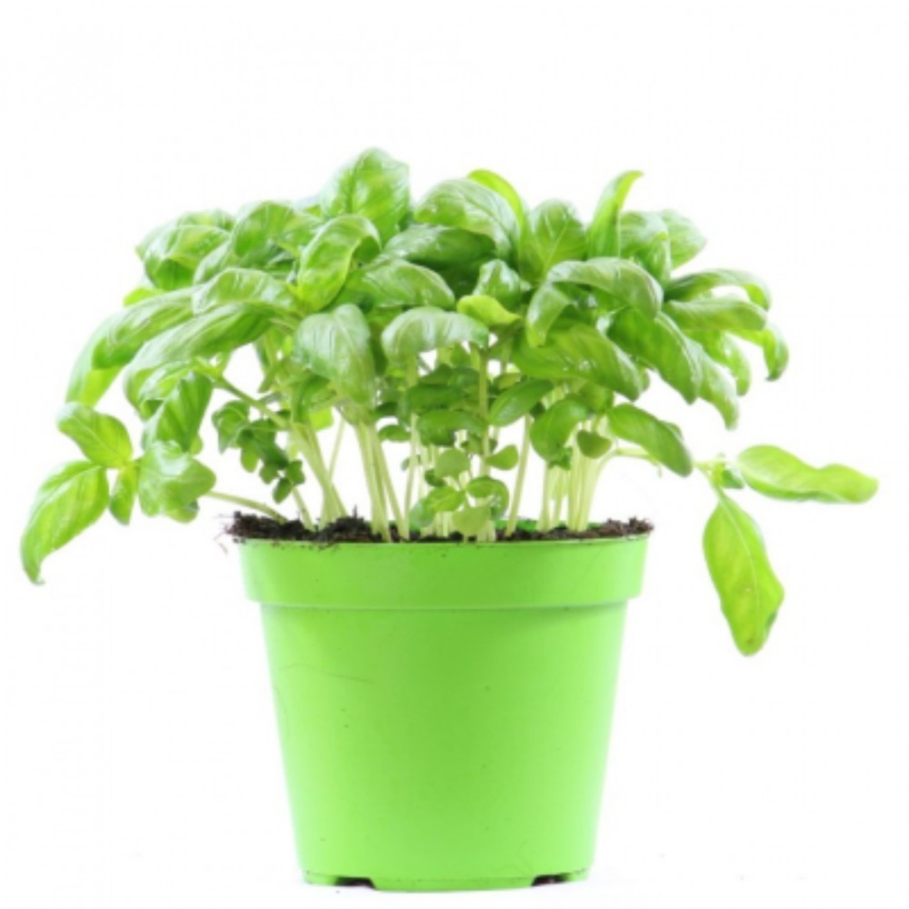 Basilico - acquista su Lovisetto Garden - Piante da esterno - Piante officinali