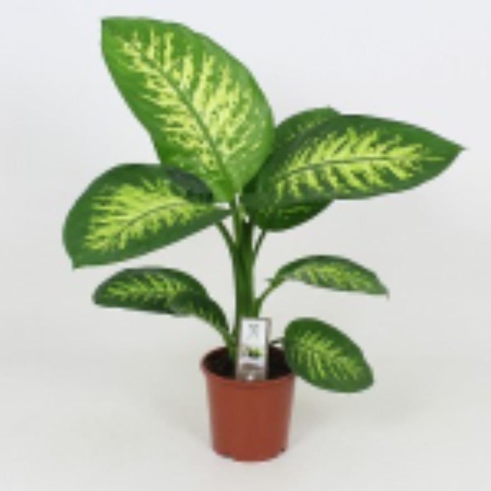 Dieffenbachia Tropic Snow - acquista su Lovisetto Garden - Piante da interno - Piante da interno verdi
