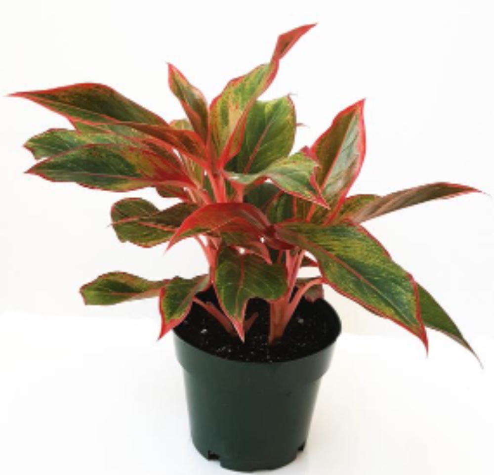 Aglaonema Red - acquista su Lovisetto Garden - Piante da ...