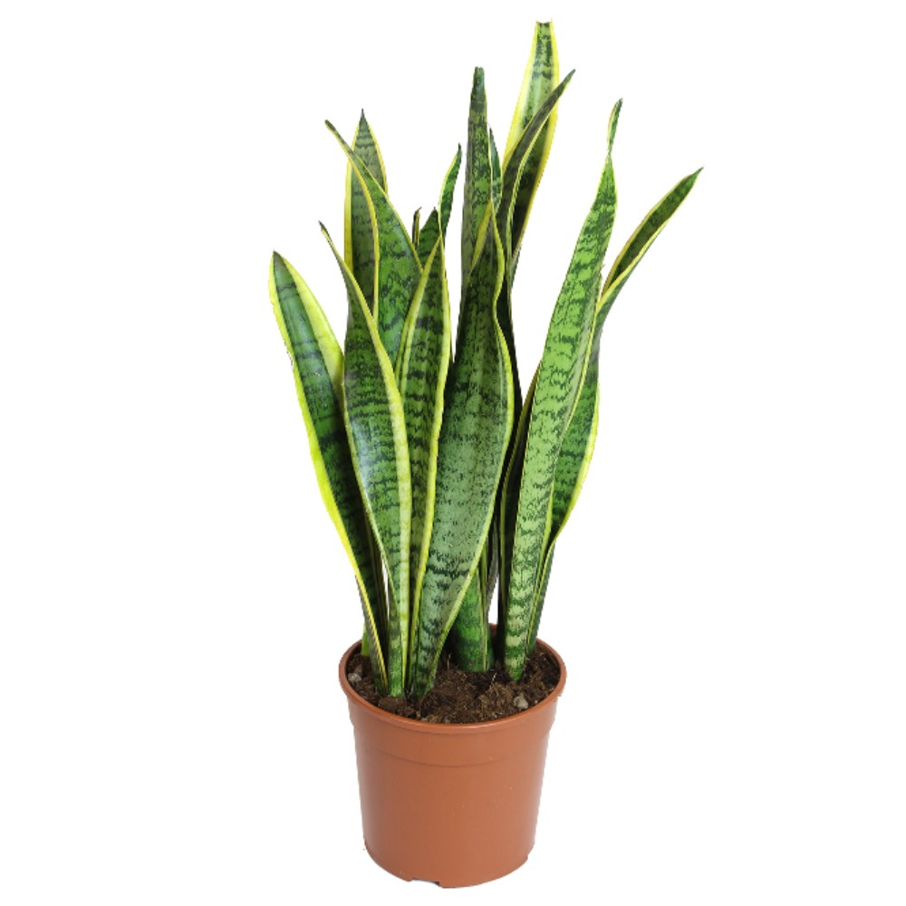 Sansevieria - acquista su Lovisetto Garden - Piante da ...