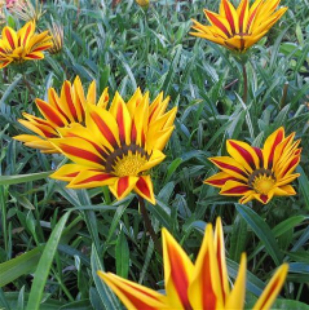 Gazania acquista su Lovisetto Garden Piante da esterno Piante