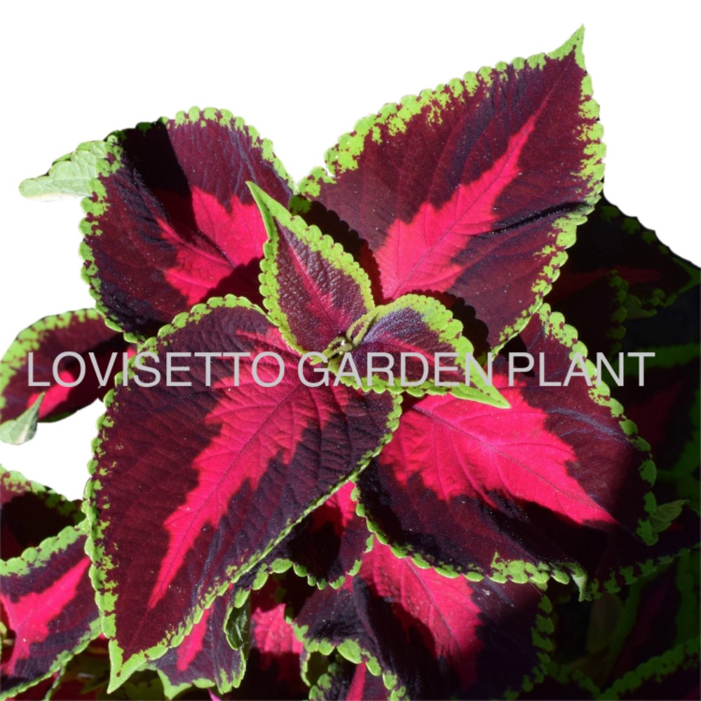 Coleus Wildfire - acquista su Lovisetto Garden - Piante da esterno - Piante fiorite