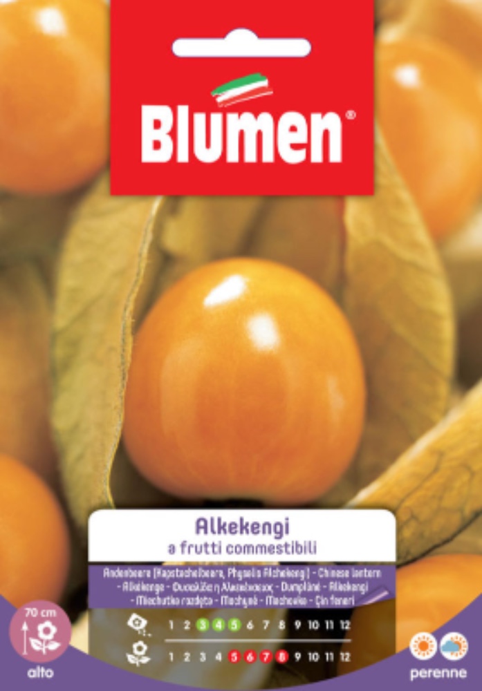 Alkekengi a frutti commestibili - acquista su Lovisetto Garden - Buste di fiori