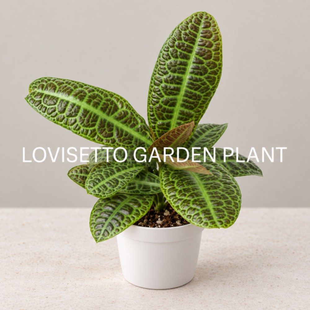 Labisia Turtleback - acquista su Lovisetto Garden - Piante da interno - Piante da interno verdi