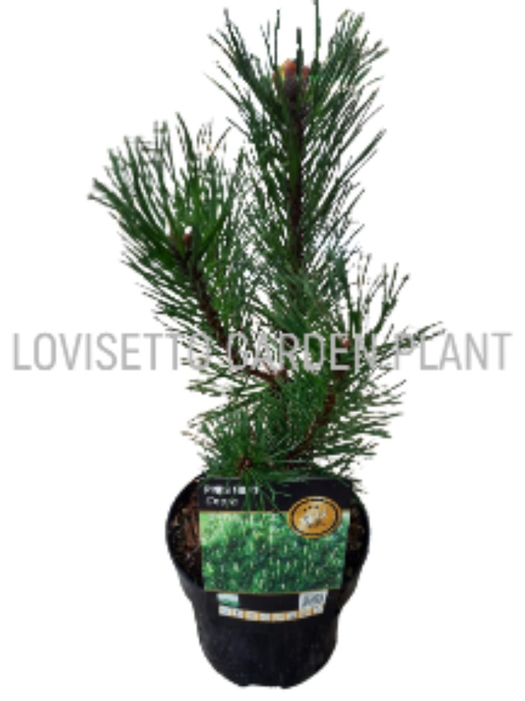 Pinus Mugo Mughus - acquista su Lovisetto Garden - Piante da esterno - Piante a cespuglio