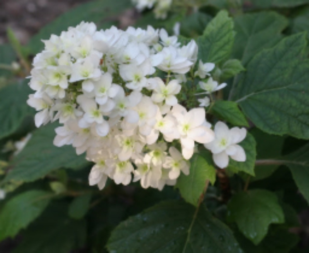Hydrangea Quercifoglia Bianca - acquista su Lovisetto Garden - Piante da esterno - Piante a cespuglio