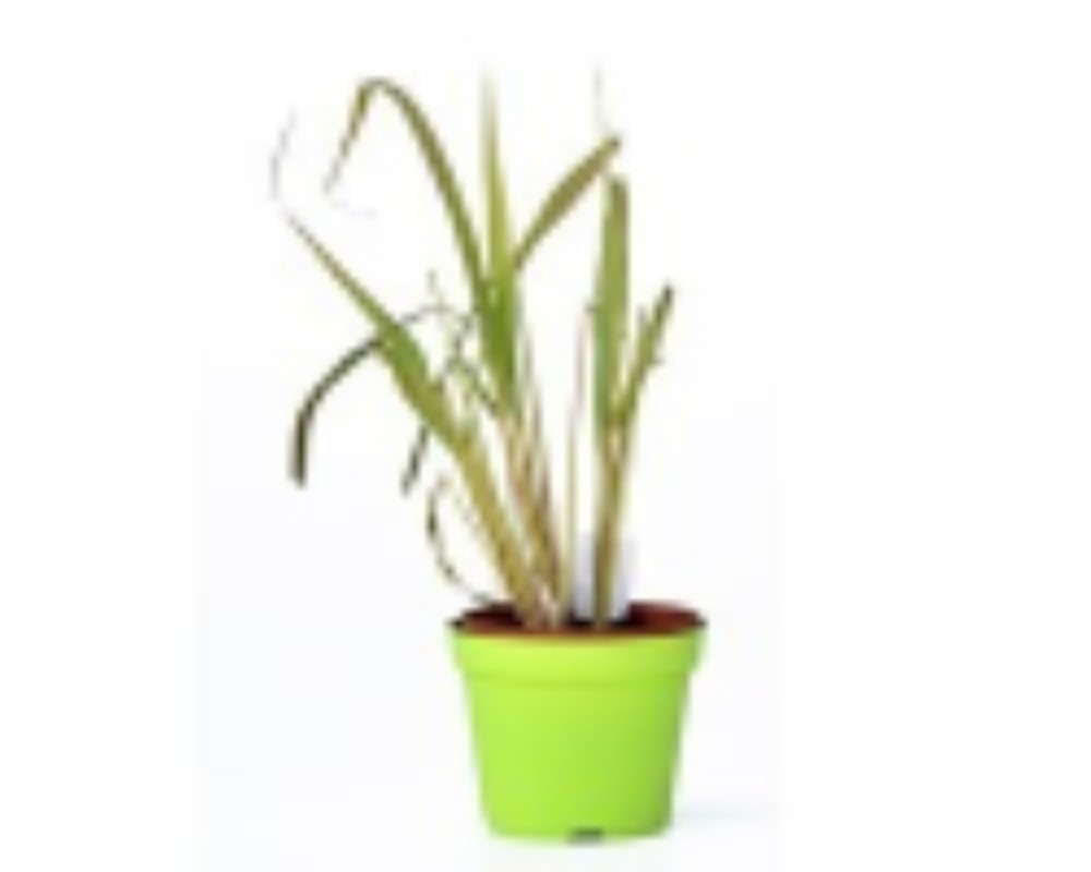 Citronella - acquista su Lovisetto Garden - Piante da esterno - Piante officinali