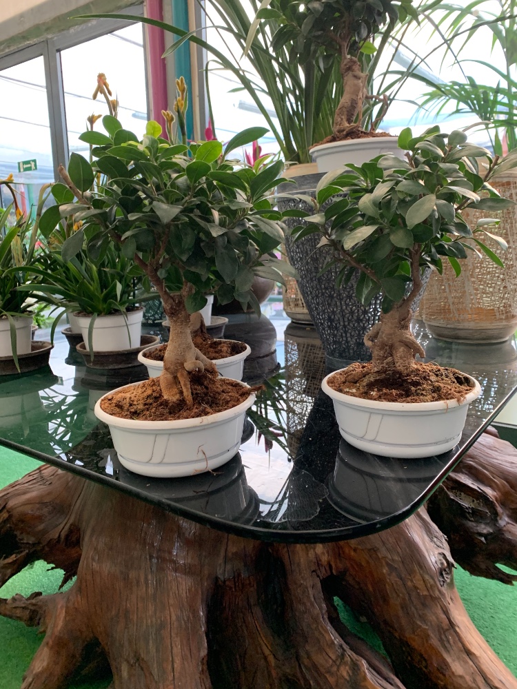 Bonsai Ficus Ginseng - acquista su Lovisetto Garden ...