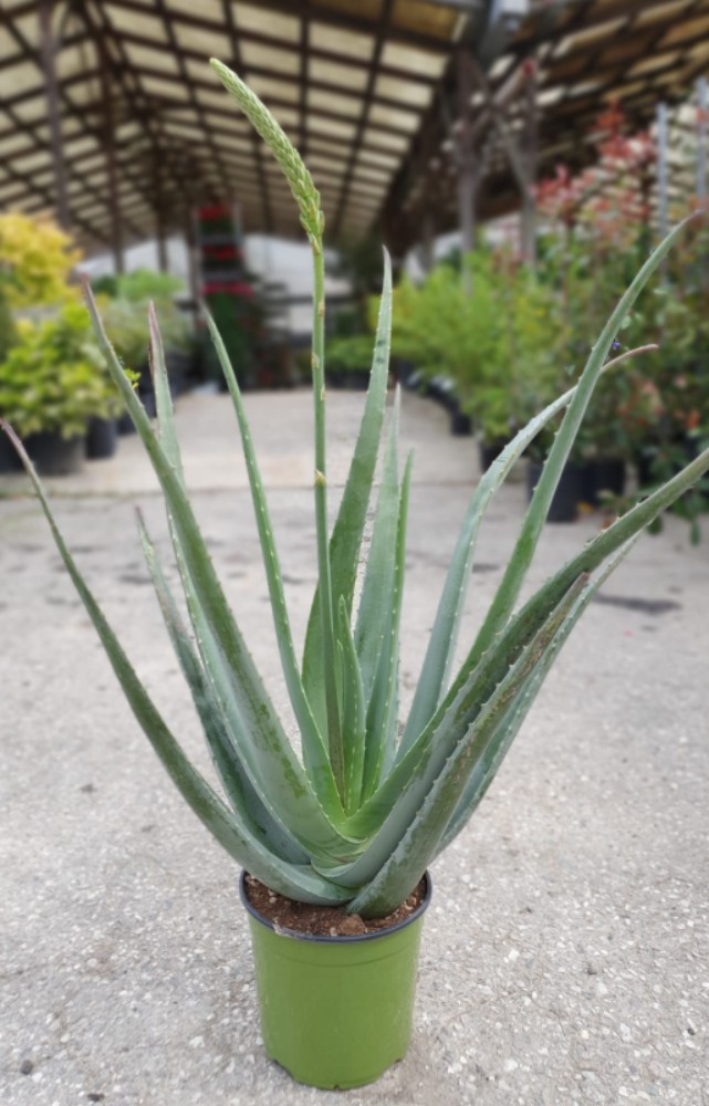 Aloe vera - acquista su Lovisetto Garden - Piante da ...