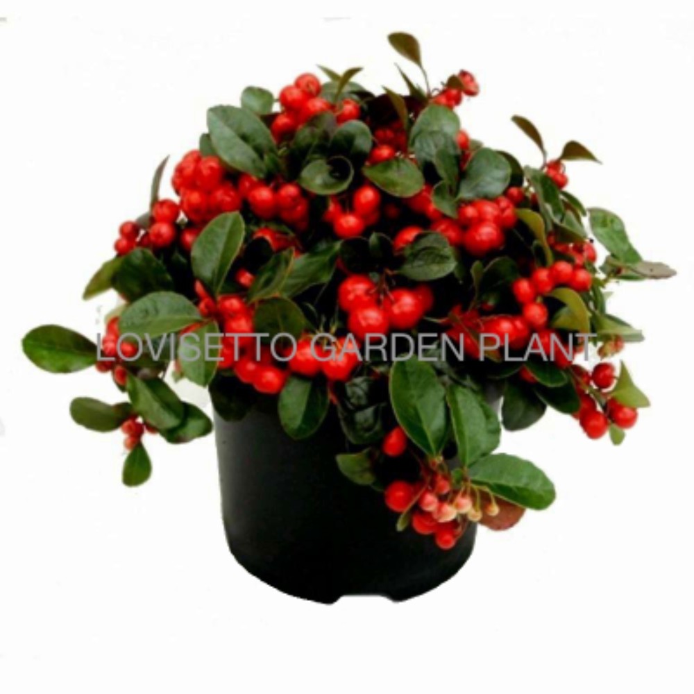 Gaultheria - acquista su Lovisetto Garden - Piante da esterno - Piante fiorite perenni