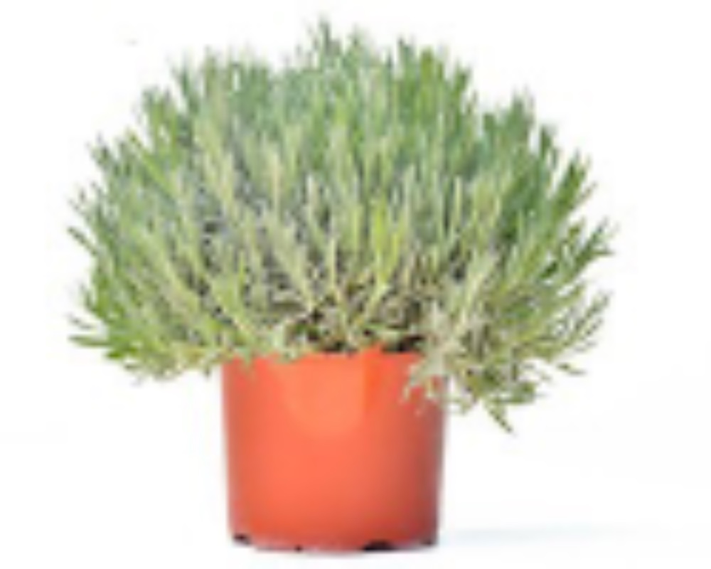 Lavanda in vaso 18 - acquista su Lovisetto Garden - Piante da esterno - Piante officinali